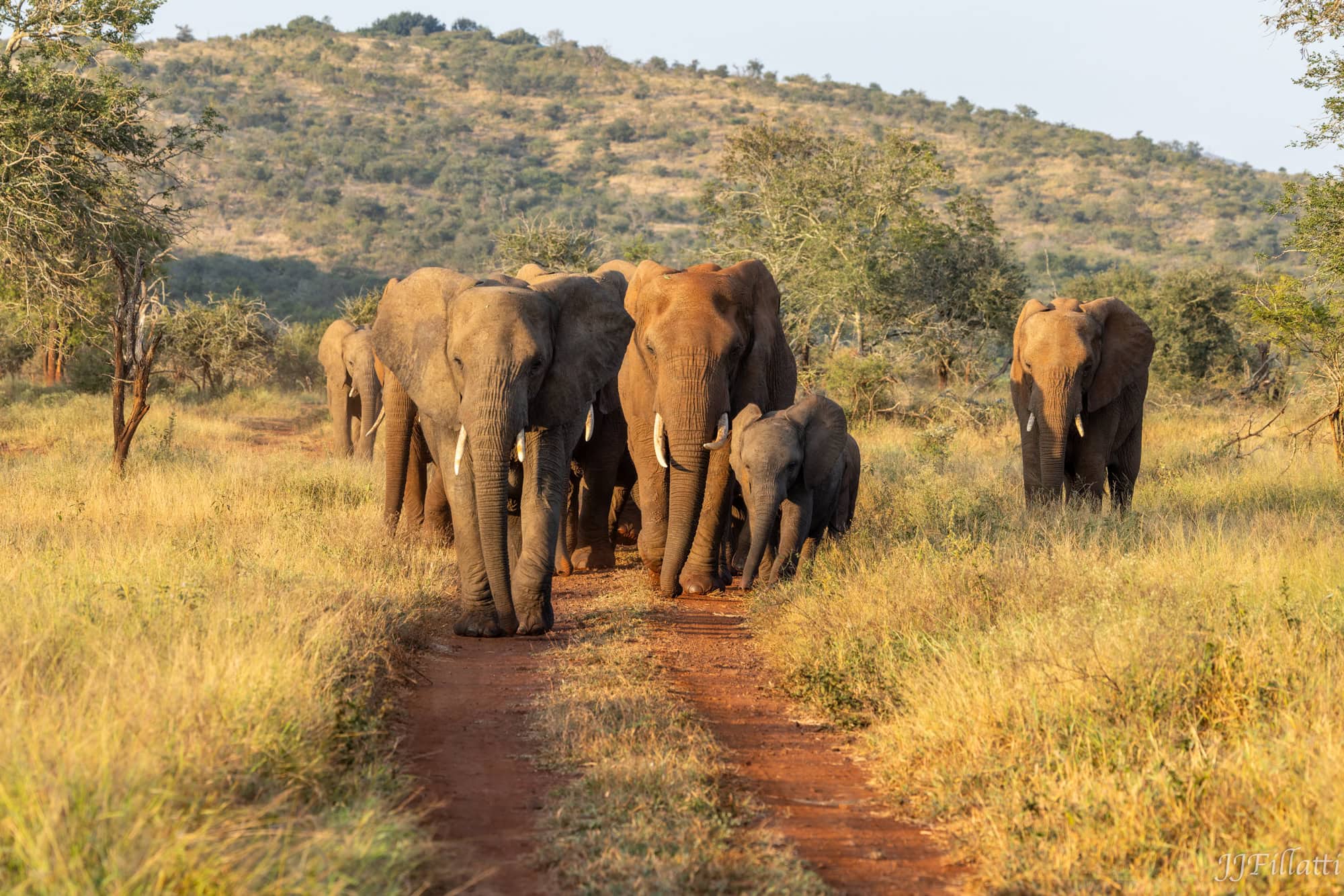 wildlife of Zimanga image 29